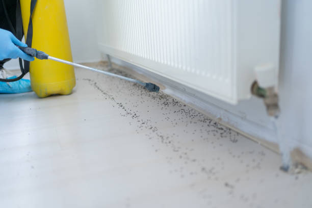 Best Local Pest Control Services  in Biola, CA
