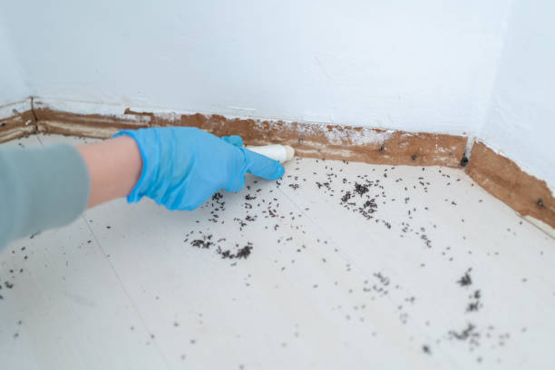 Wasp Removal Services in Biola, CA